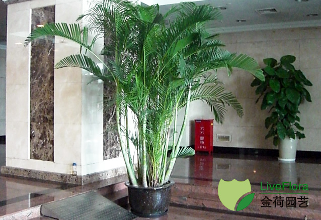 大堂采用绿化品种；大型绿色植物盆栽养护租赁服务
