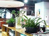 星尚频道办公室植物租赁绿化案列
