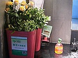 国内首家提供免费『鲜花代购服务』的办公绿化公司